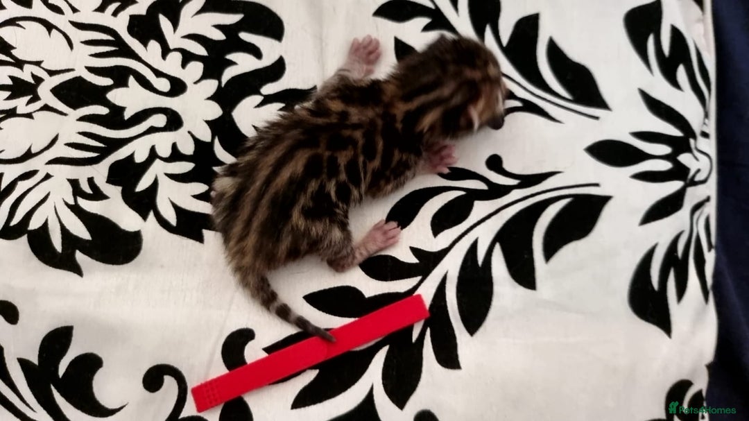 Bengal cats for sale: Beautiful Bengal Kittens  in Sutton - Image 11