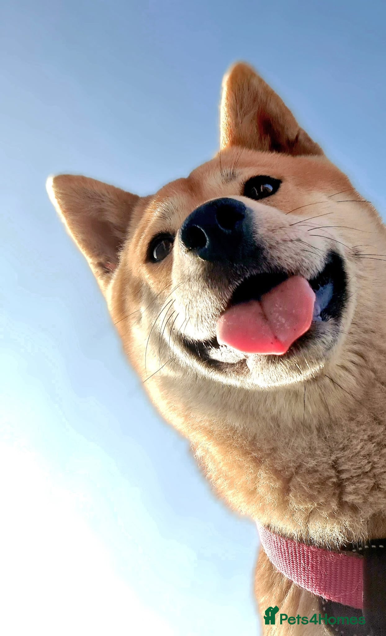 Japanese Shiba Inu dogs Beautiful Shiba Inu, 4-Year-Old Female  - Advert 13