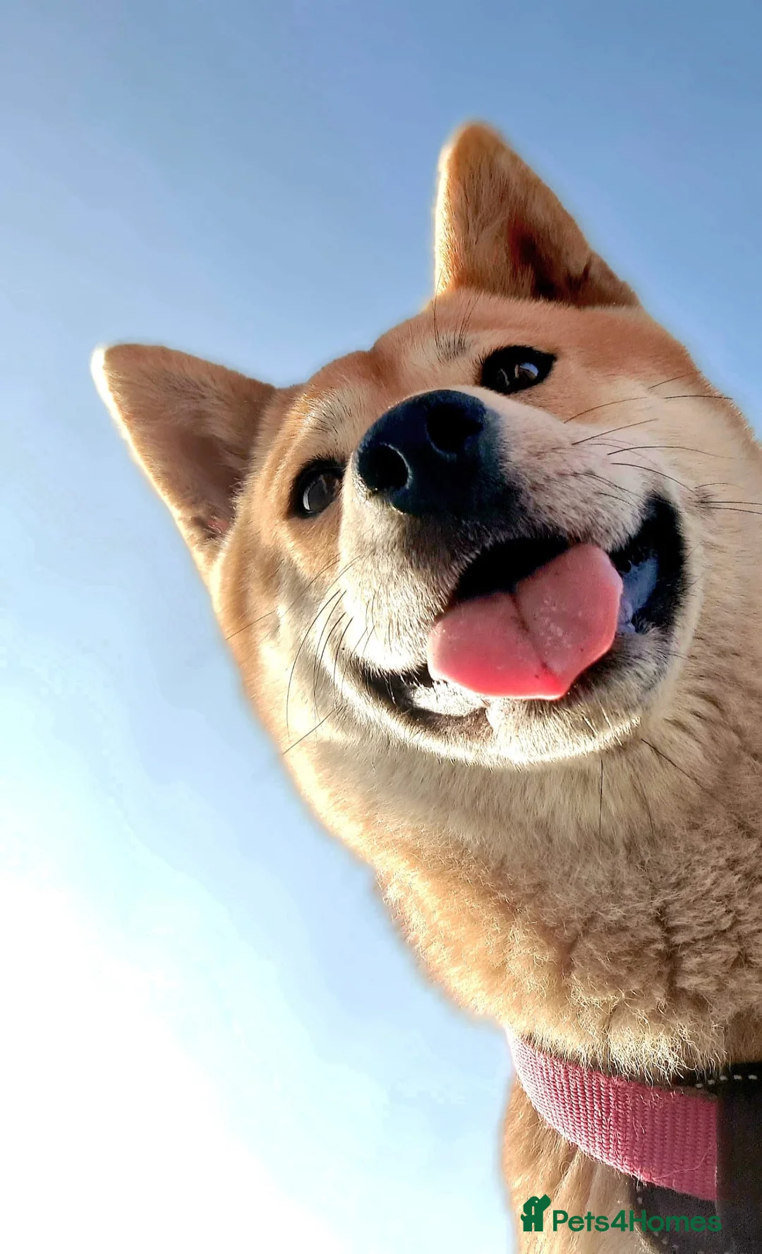 Japanese Shiba Inu dogs for sale: Beautiful Shiba Inu, 4-Year-Old Female  - Advert 1