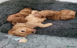 Cockapoo dogs for sale: Westcraigs Cockapoos - Image 16