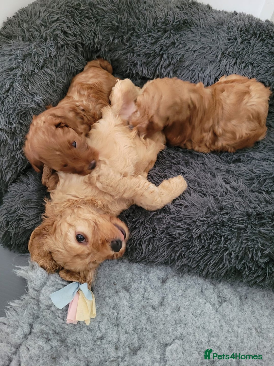 Cockapoo dogs for sale: Westcraigs Cockapoos - Image 16