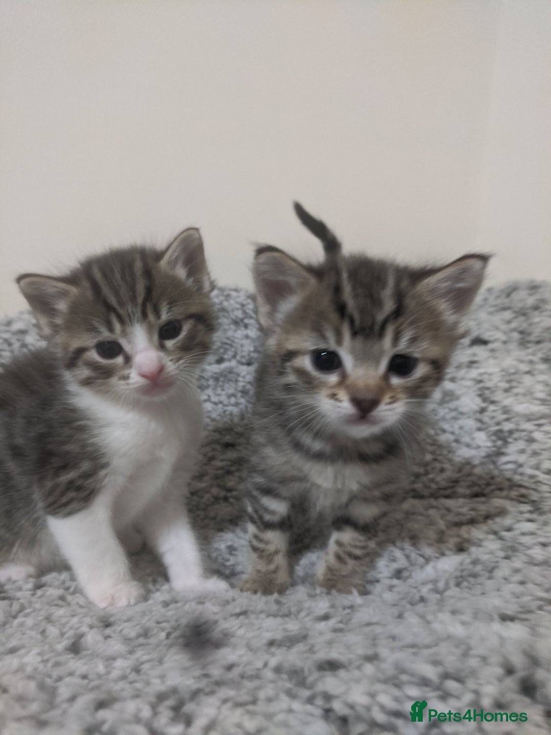 Ragdoll cats for sale: Ragdoll cross kittens for sale  - Advert 1