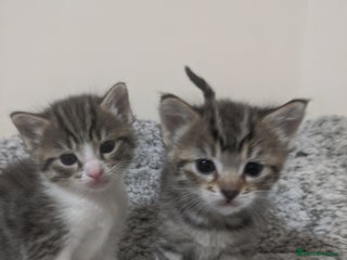 Ragdoll cats Ragdoll cross kittens for sale - Advert 1