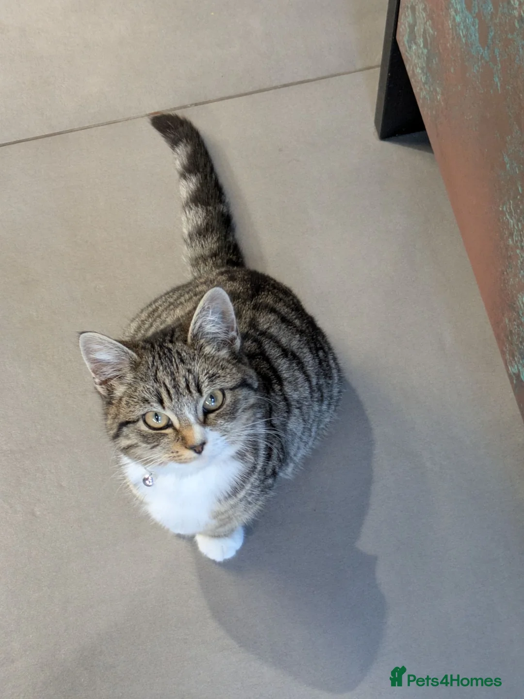 Mixed Breed cats for sale: Need Sale ASAP 3 Kittens & 2 Cats Available  in Gloucester - Advert 39