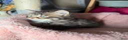 Mixed Breed cats for sale: 🌻Domestic Long-Haired Ready2Go🌻  - Advert 15