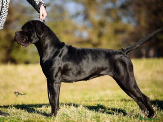 Cane Corso dogs Best Champion line Puppy - Advert 1