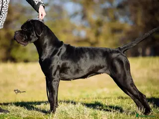 Cane Corso dogs CAMPIONE ITALIANO MURANo - Advert 10
