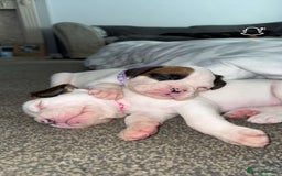 Boxer dogs for sale: Gorgeous KC Registered Boxer Pups - ONLY 3 LEFT - Image 1