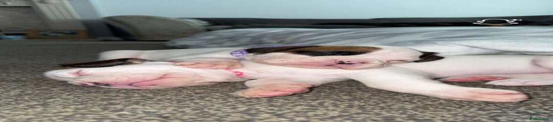 Boxer Puppy 2 - Pink Collar