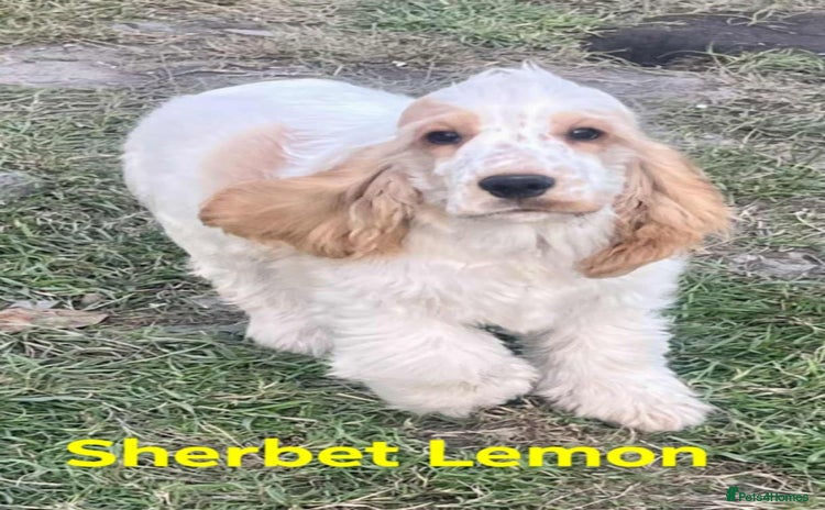 Cocker Spaniel dogs - Advert 7