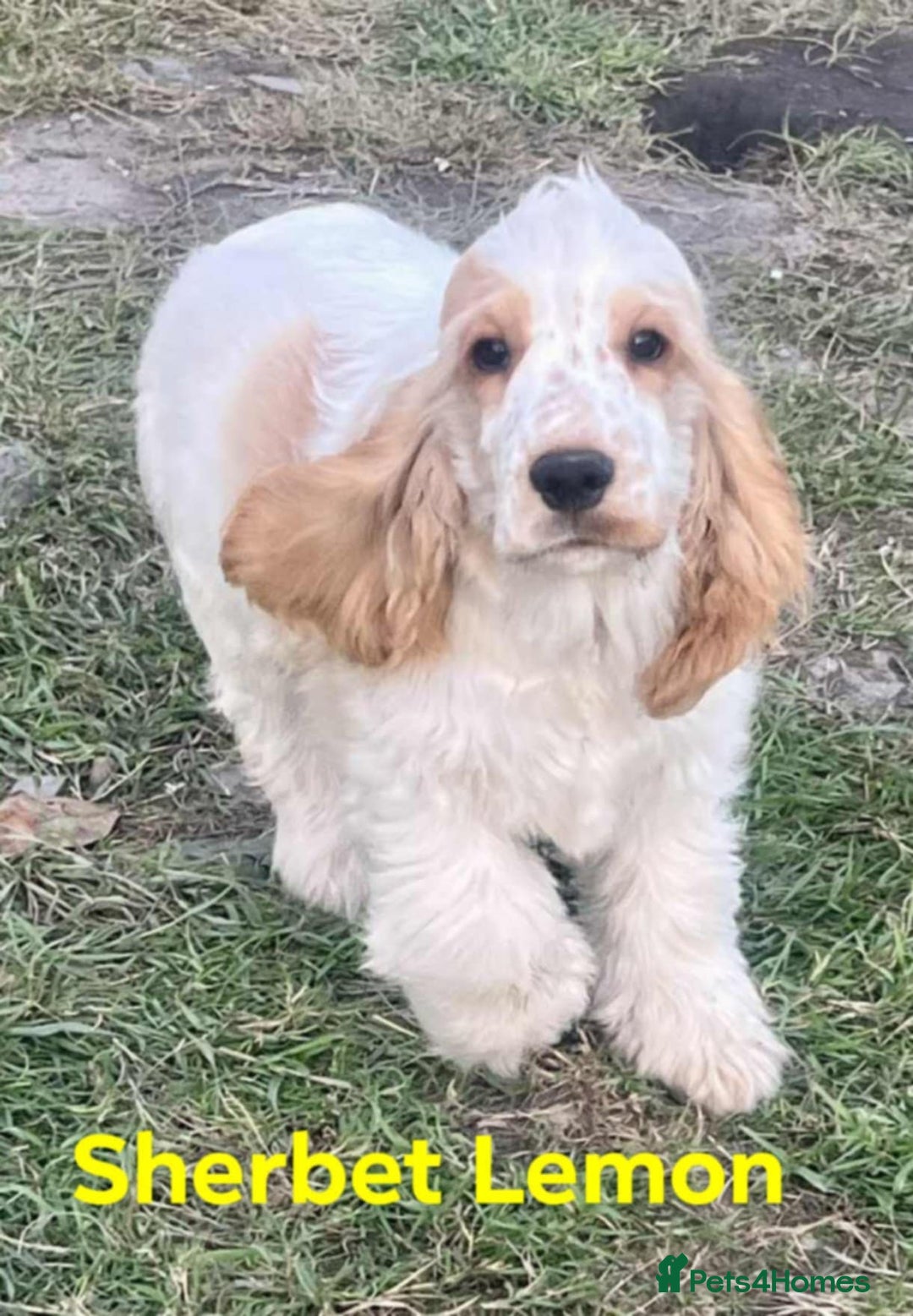Cocker Spaniel dogs for sale: Stunning ShOw Cockers Fully vaccinated - Image 1