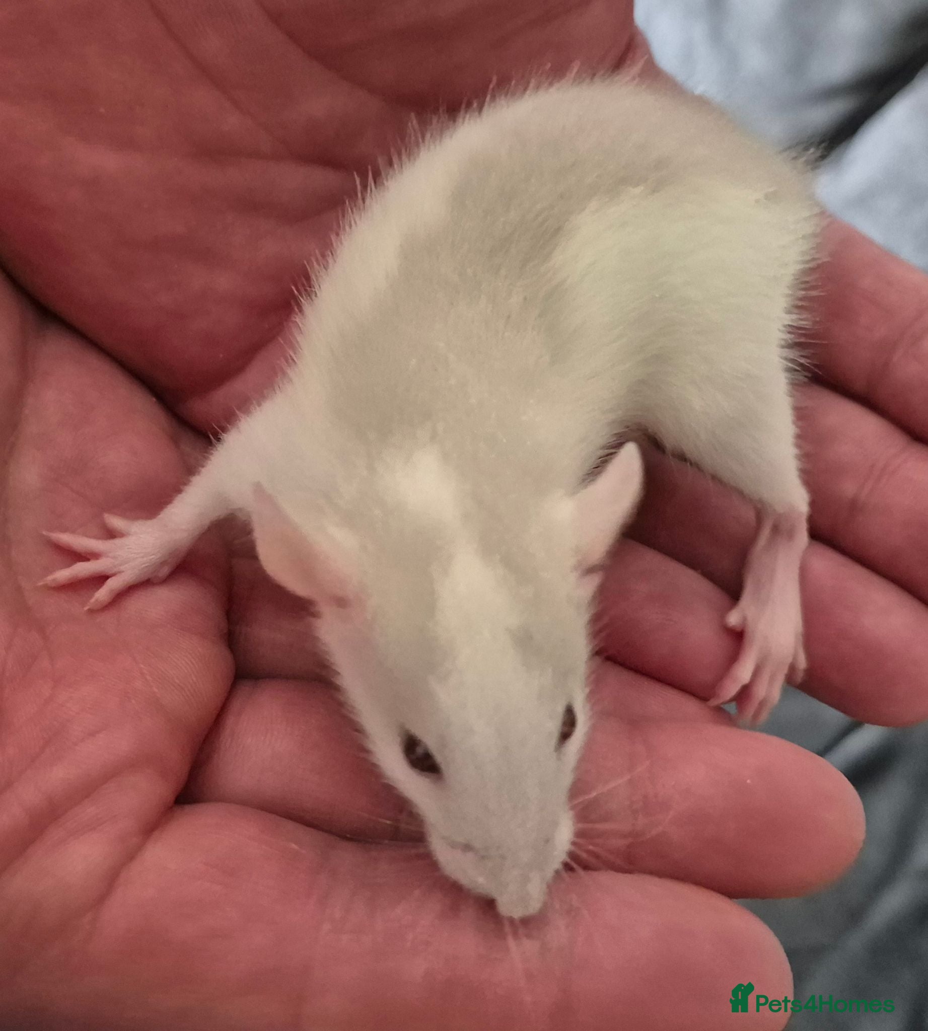 Rat rodents Baby Dumbo Rats - Advert 13