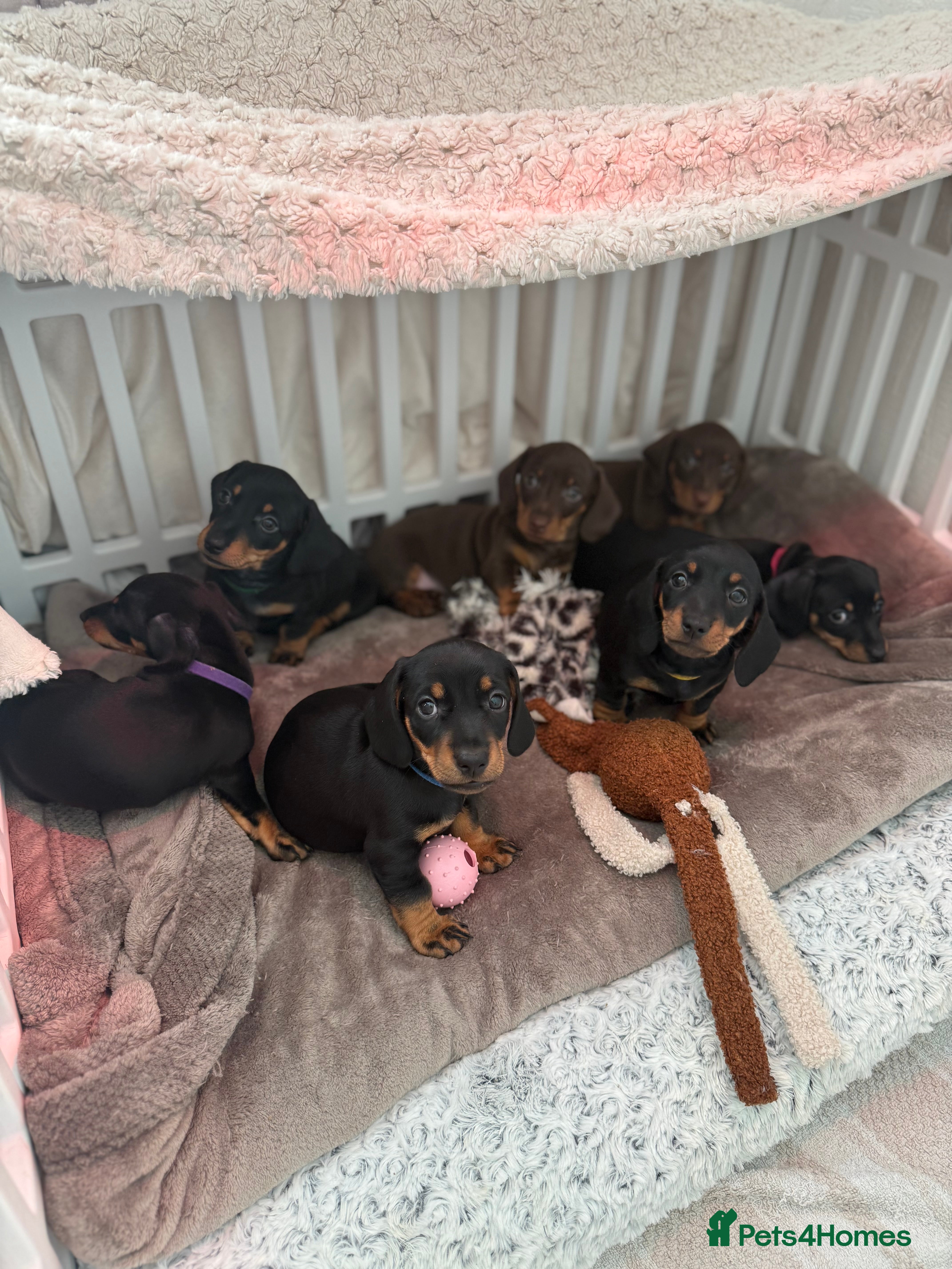 Miniature Dachshund dogs Beautiful miniature Dachshund puppies  - Advert 2