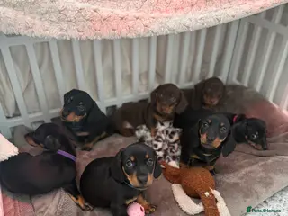 Miniature Dachshund dogs Beautiful miniature Dachshund puppies - Advert 10