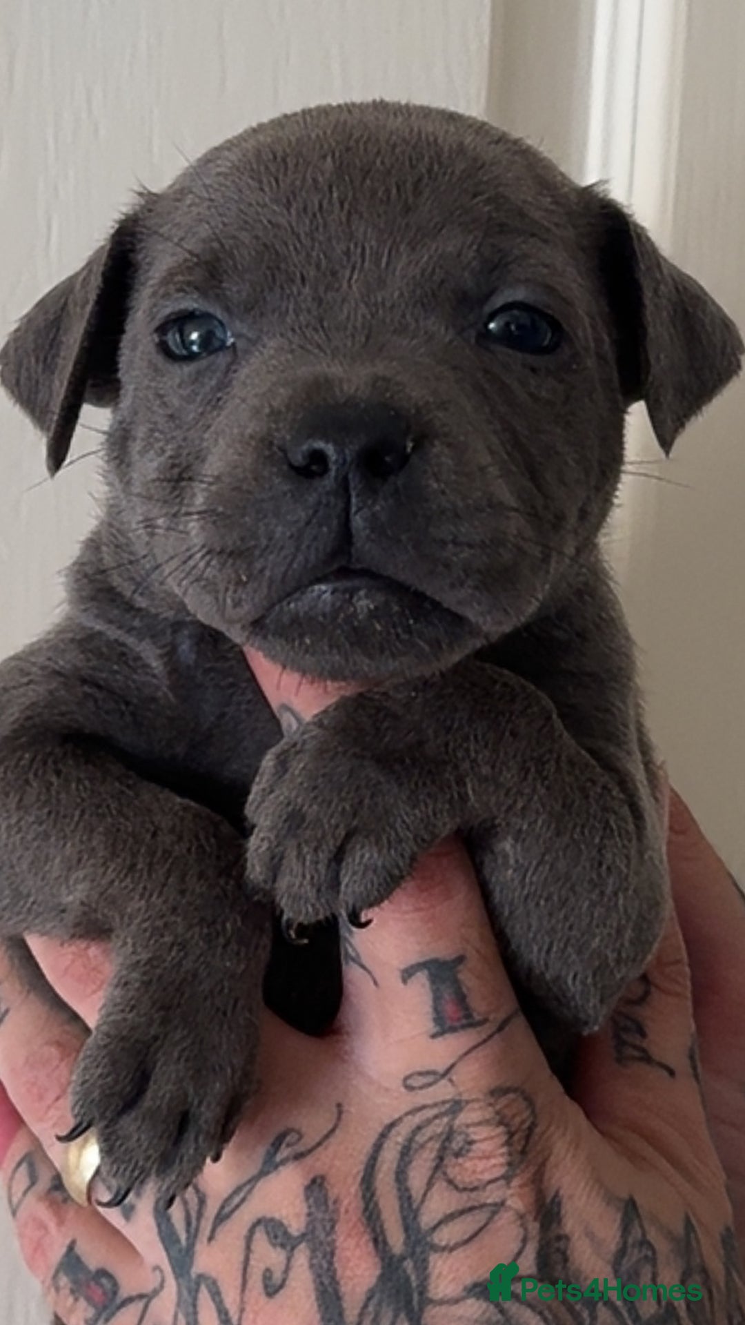Staffordshire Bull Terrier dogs for sale: Beautiful blue staffy pups excellent pedigree  - Image 31