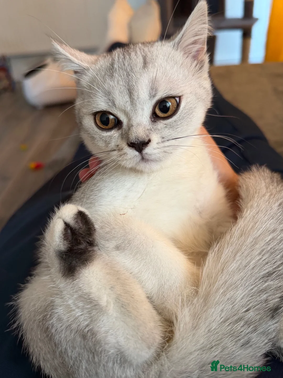 Mixed Breed cats for sale: Female cat in Norwich - Advert 1