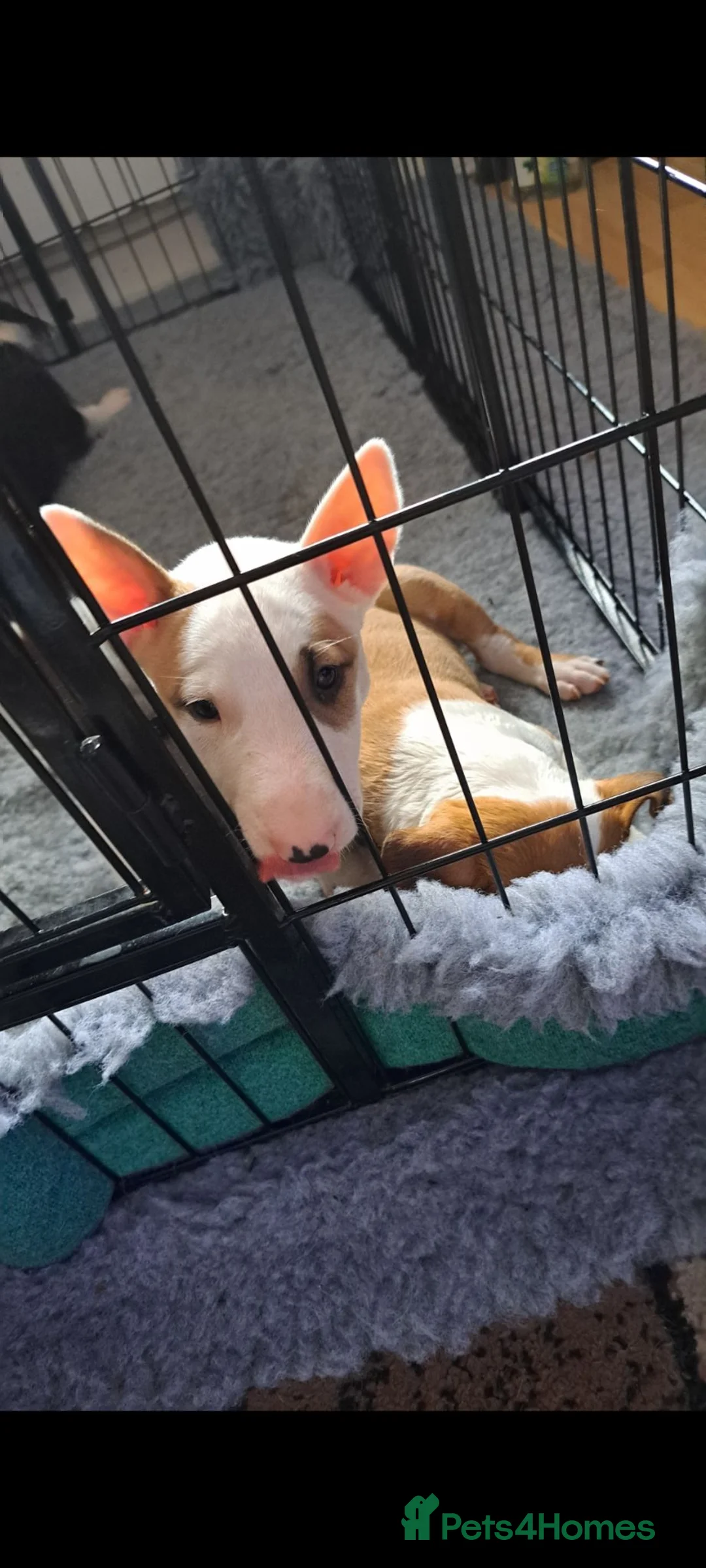 Bull Terrier dogs for sale: 2 female bull terriers ready for new home in Dunfermline - Advert 2