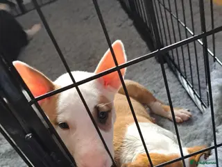 Bull Terrier dogs 2 female bull terriers ready for new home - Advert 6