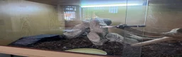 Python Snake reptiles for sale: Royal python female  - Advert 2