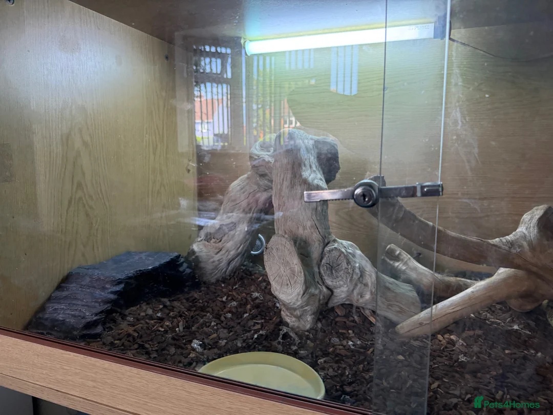 Python Snake reptiles for sale: Royal python female  - Advert 2