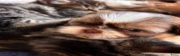 Shih Tzu dogs for sale: 3 gorgeous Imperial KarashishiShih Tzu puppies - Advert 13