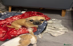 Chihuahua dogs for sale: Becky - Image 3