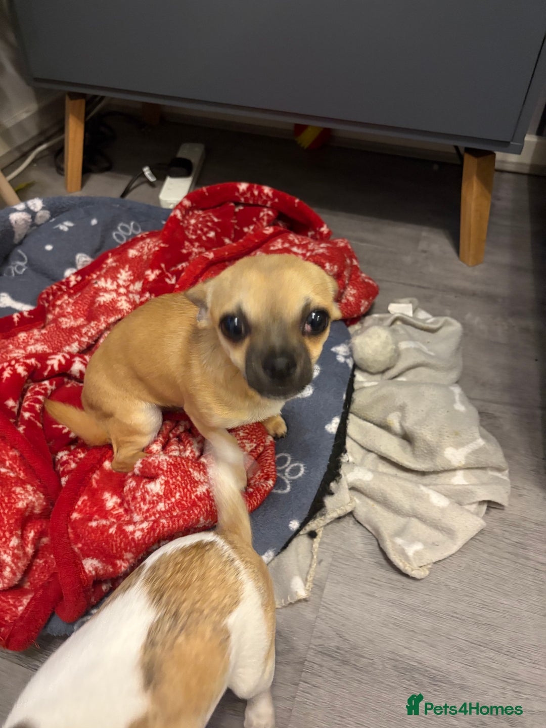 Chihuahua dogs for sale: Becky - Image 3
