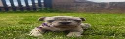 French Bulldog dogs for sale: Beautiful French Bulldog Puppies in Cardiff - Advert 15