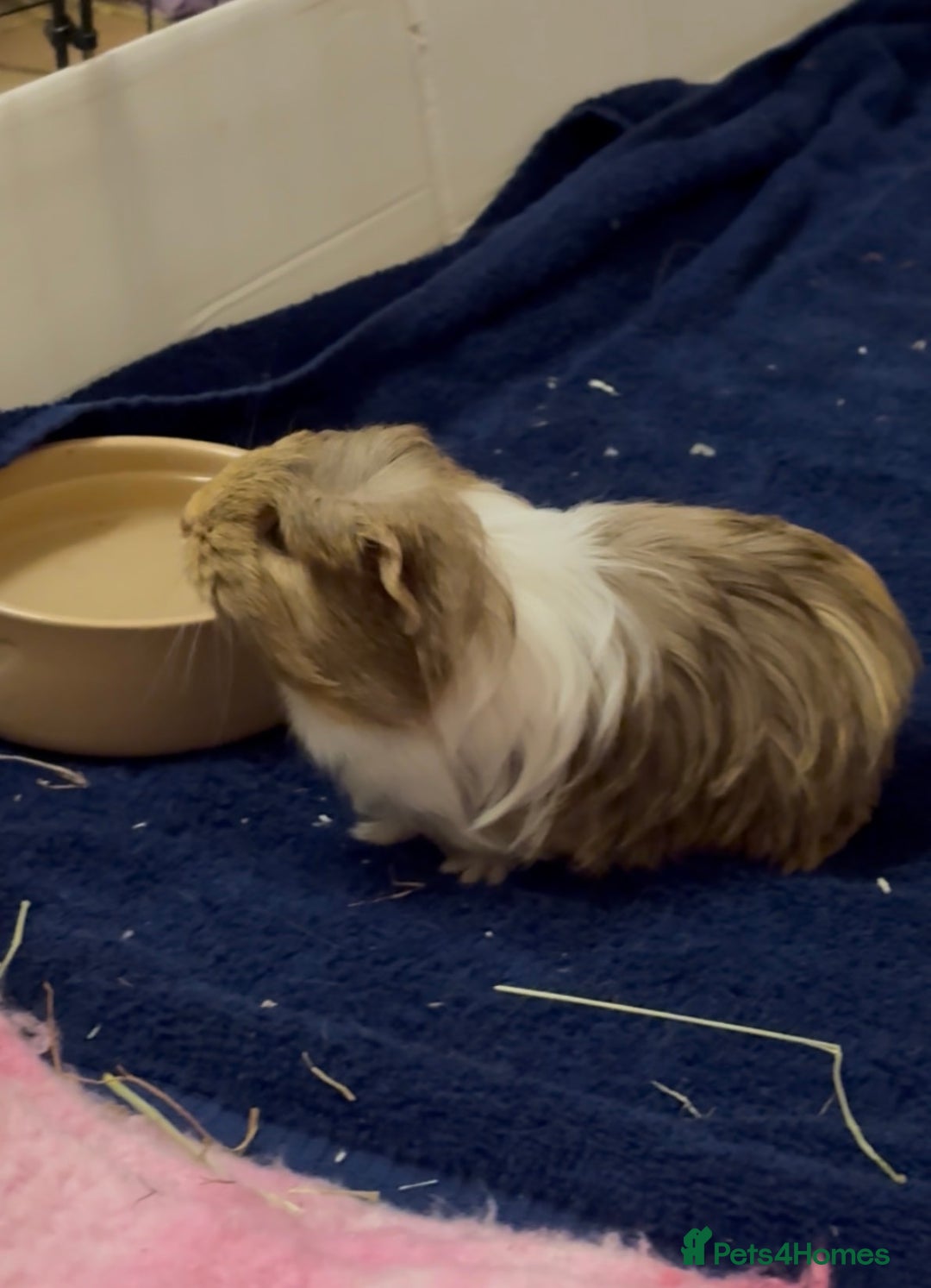 Guinea Pig rodents for sale: 2 Beautiful long haired girls  - Advert 25