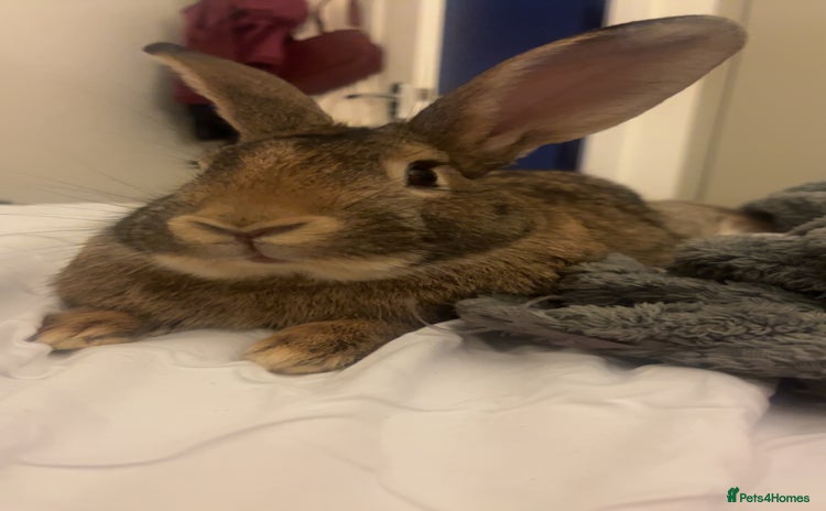 Mixed Breed rabbits - Advert 4