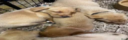 Labrador Retriever dogs for sale: KC Labrador Retriever Puppies - Advert 11
