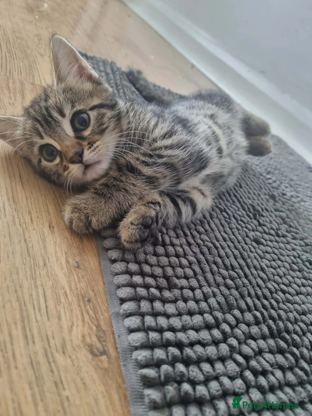 Bengal cats for sale: Bengal Kittens looking for home🐾 - Advert 2
