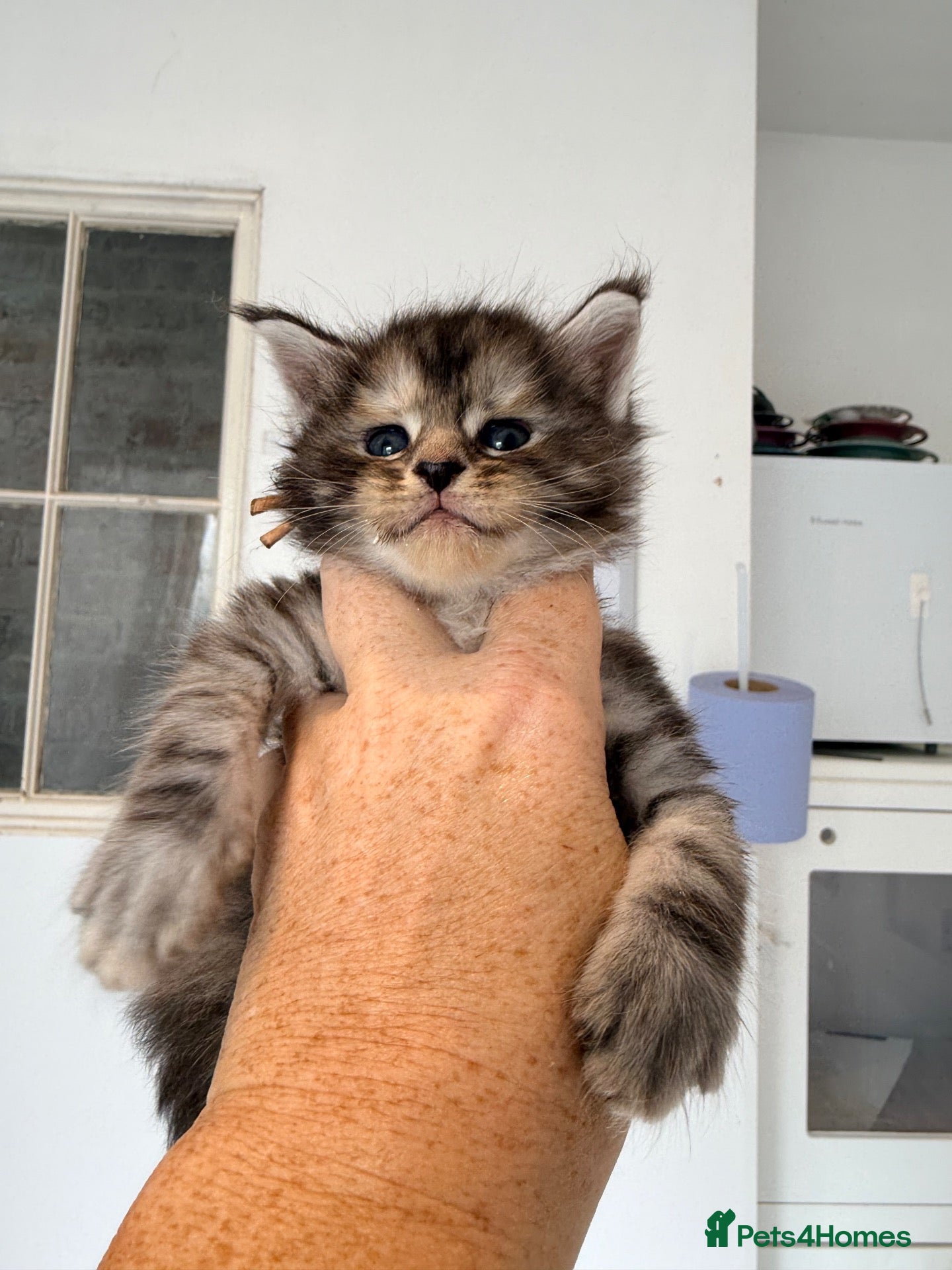 Maine Coon cats 😻Loving & Beautifully Bred Maine Coon Kittens - Advert 3