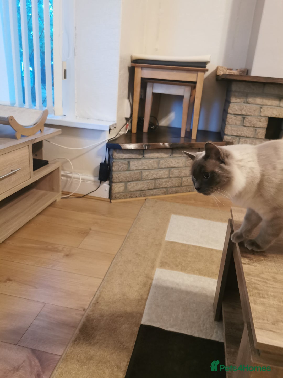Ragdoll cats for sale: Ragdoll Male Cat - Image 2