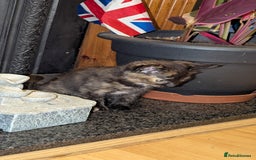 British Longhair cats for sale: Kittens are ready to go  - Image 3