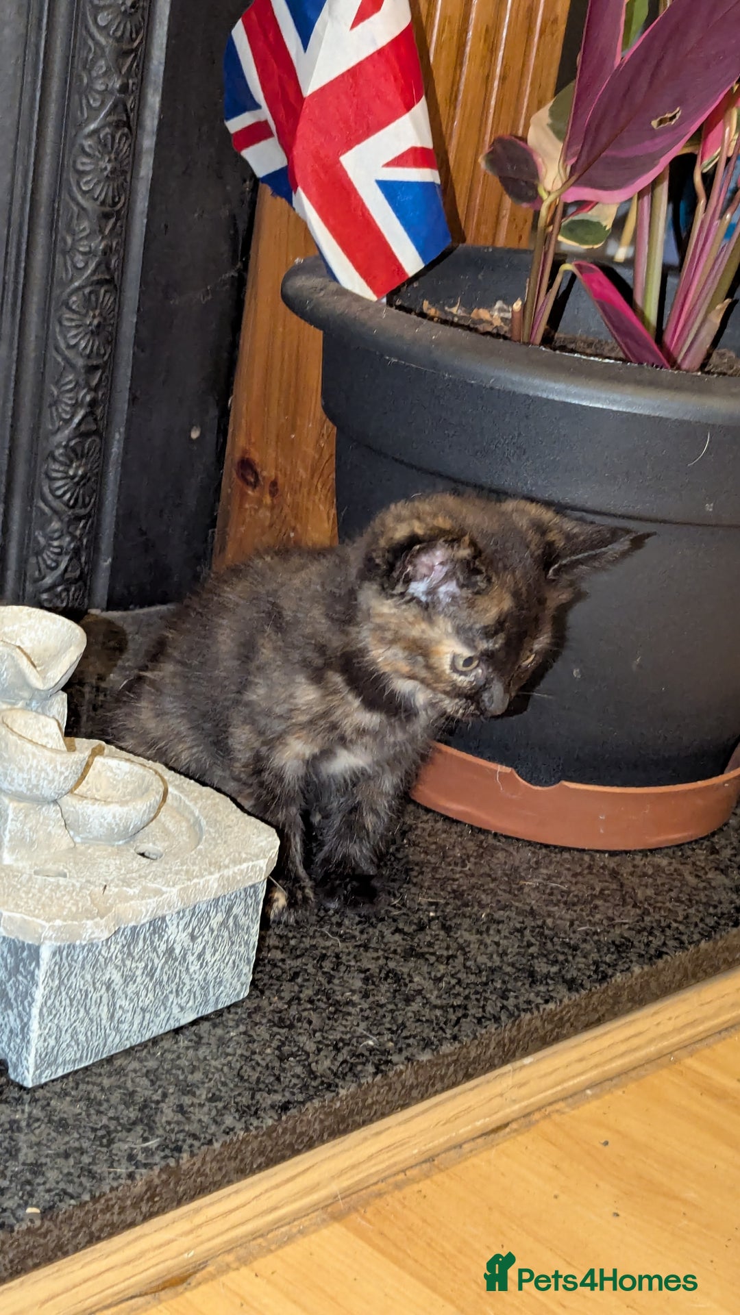 British Longhair cats for sale: Kittens are ready to go  - Image 3