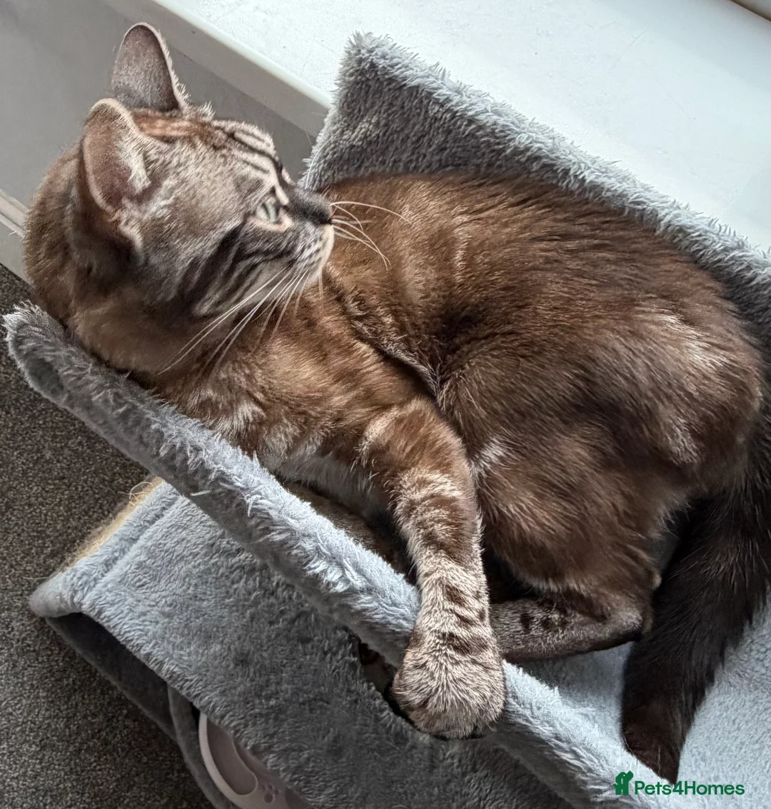 Bengal cats for sale: Bengal Sisters - Advert 6