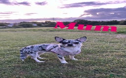 Chihuahua dogs for sale: Merle Chihuahua Puppies - Image 12