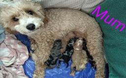 Cockapoo dogs for sale: Stunning Unique Cockapoo Puppies - Image 21