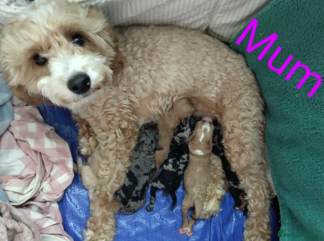 Cockapoo dogs for sale: Stunning Unique Cockapoo Puppies - Image 21
