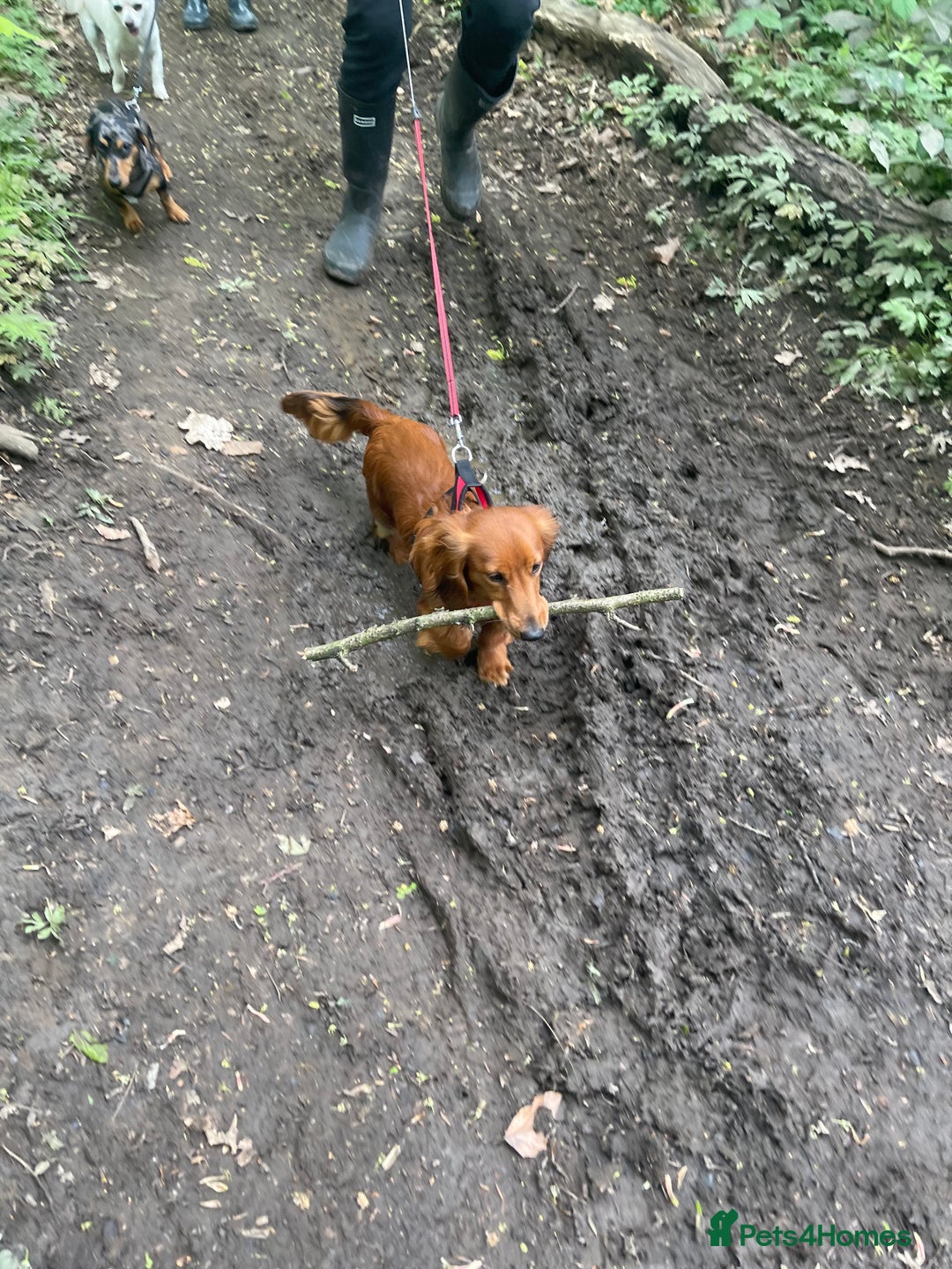 Miniature Dachshund dogs for sale: Gorgeous cheeky Cooper - Advert 8