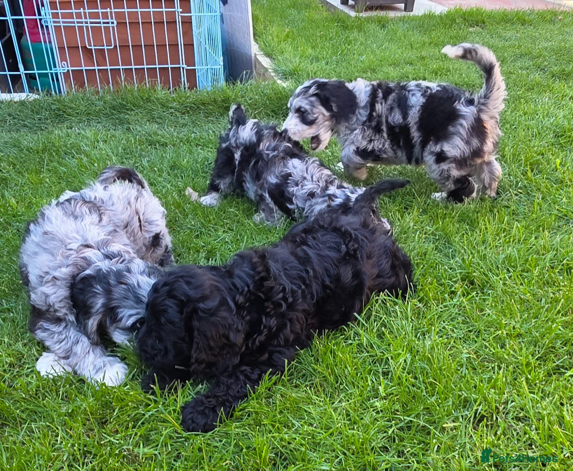 Australian Labradoodle dogs READY AUSTRALIAN LABRADOODLE FOR A NEW HOME - Advert 16