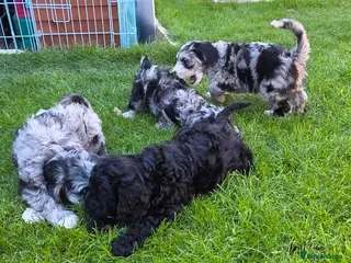 Australian Labradoodle dogs READY AUSTRALIAN LABRADOODLE FOR A NEW HOME - Advert 16