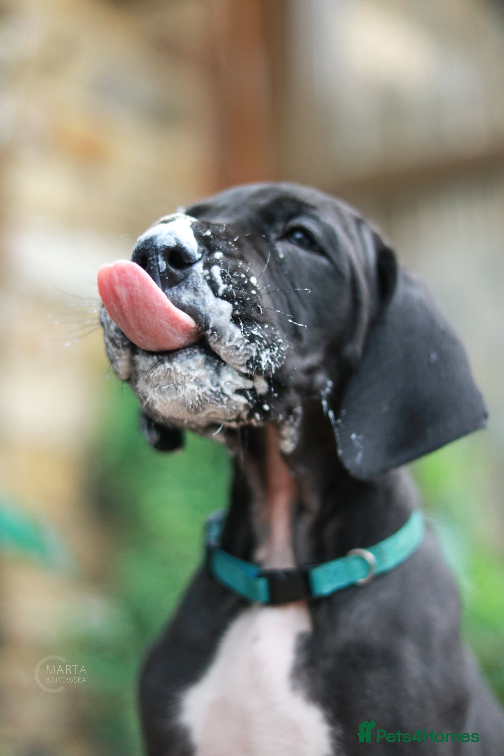 Great Dane dogs  Fabolous Gd  - Advert 6