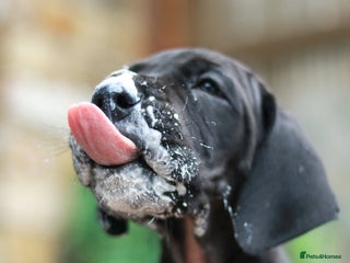 Great Dane dogs Fabolous Great danes - Advert 2