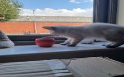 Ragdoll cats for sale: Ragdoll X Bengal - Image 9