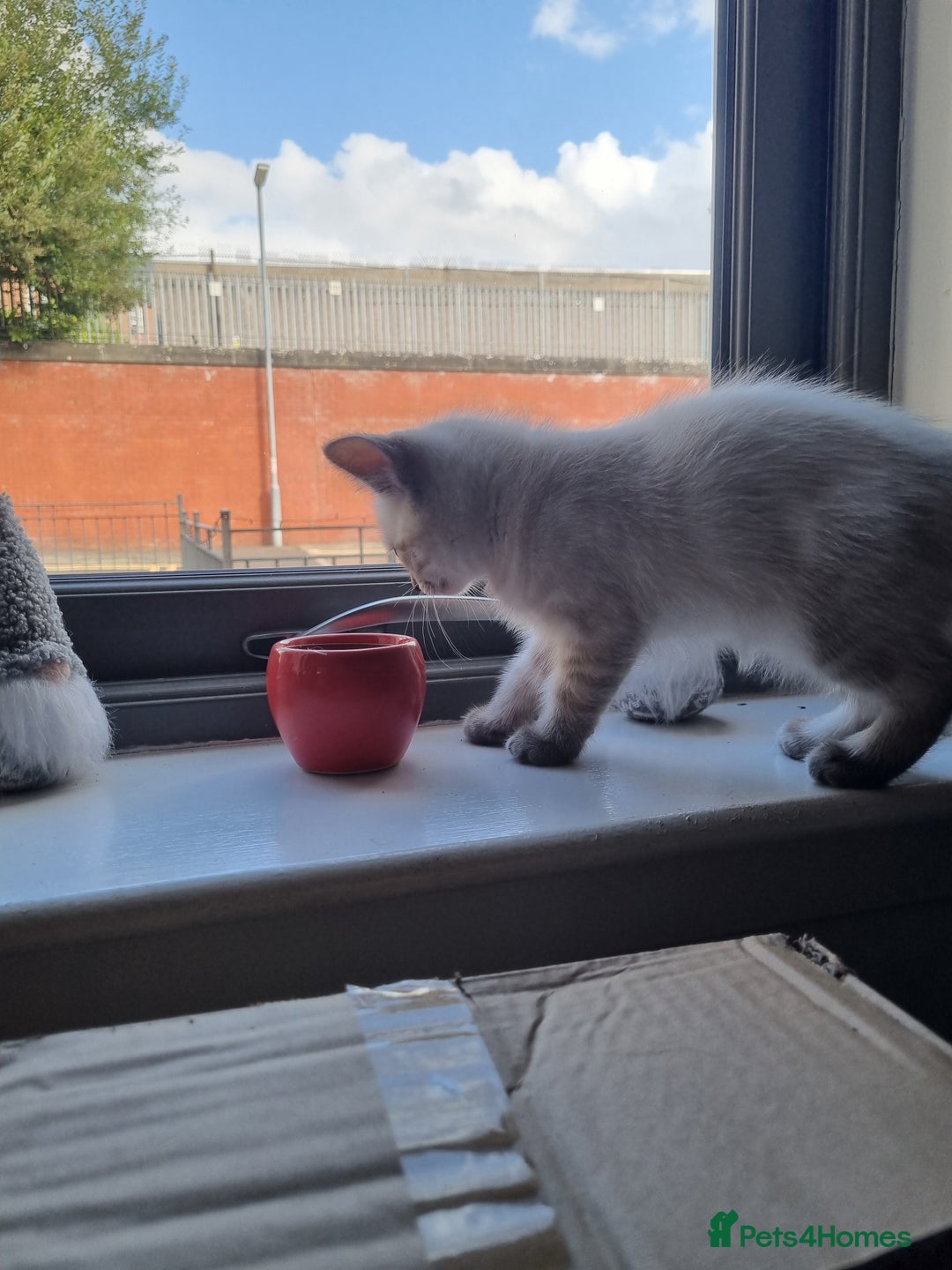 Ragdoll cats for sale: Ragdoll X Bengal - Image 9