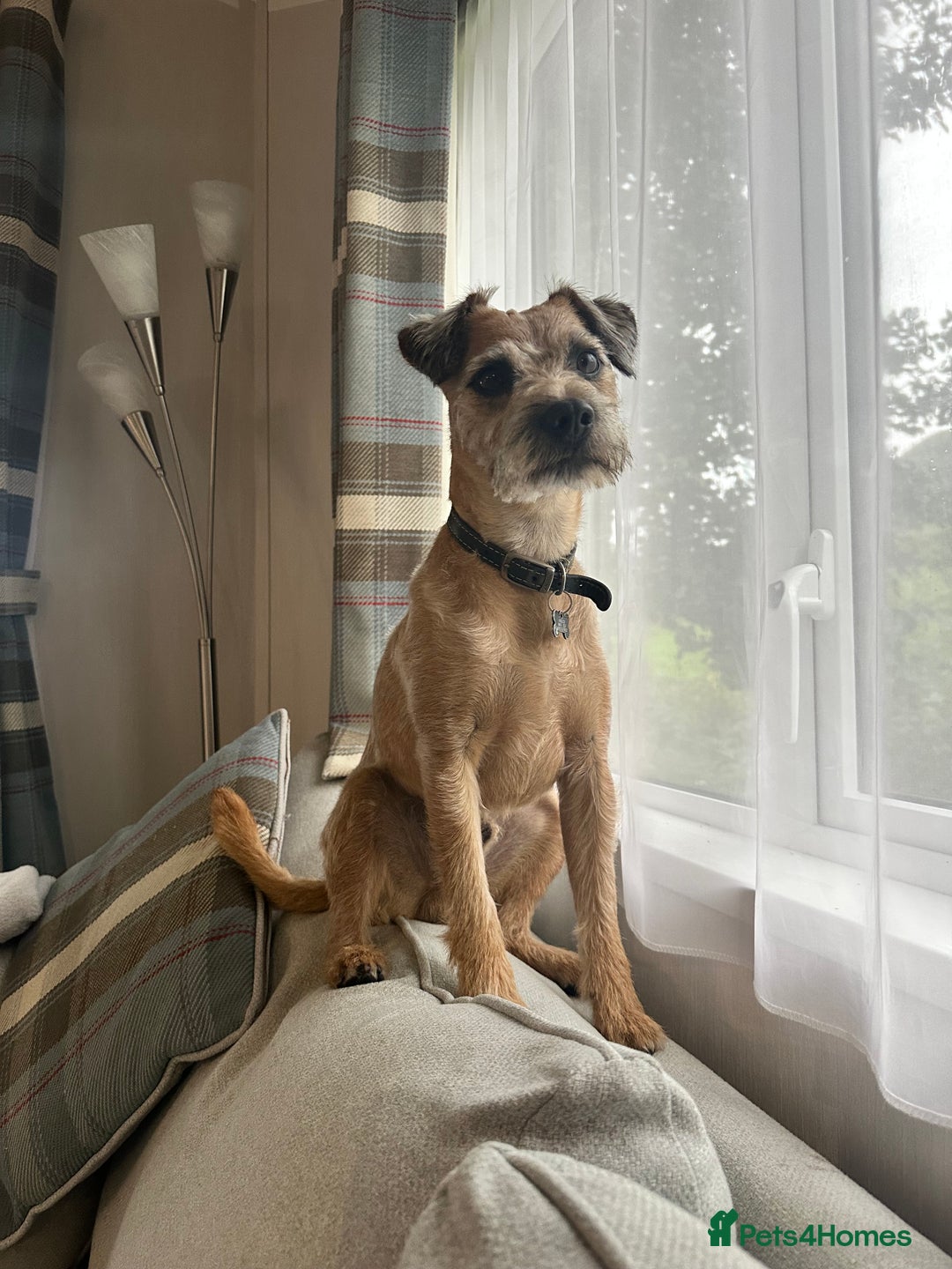 Border Terrier dogs for stud: Border terrier x jack Russel terrier for stud  - Advert 3