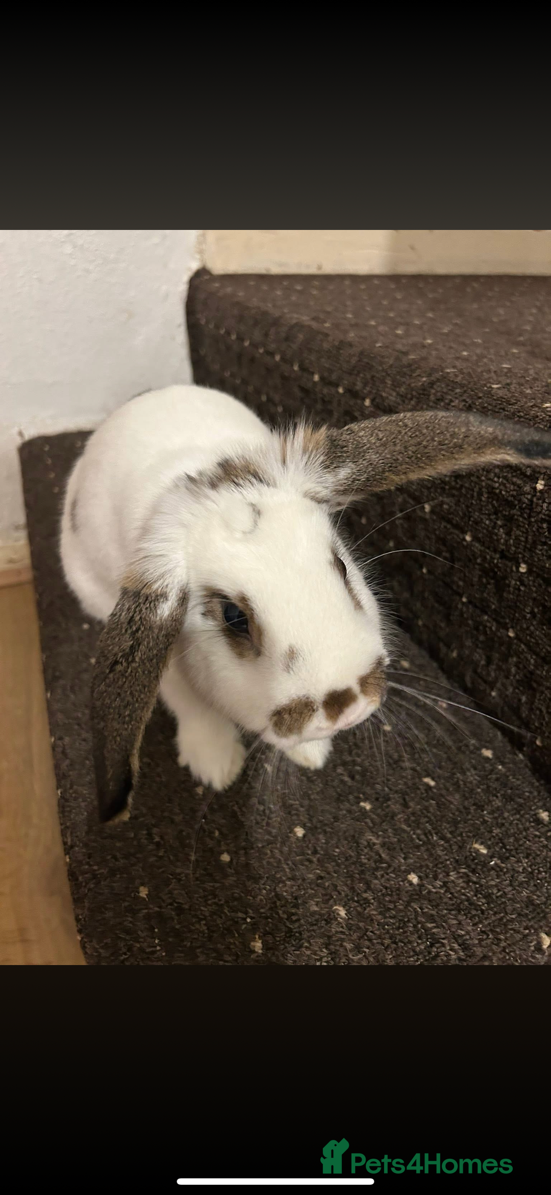 Dutch rabbits for sale: Dutch bunny - Image 4