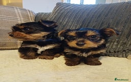 Yorkshire Terrier dogs for sale: Gorgeous puppies❤️❤️🩵🩵 - Advert 13